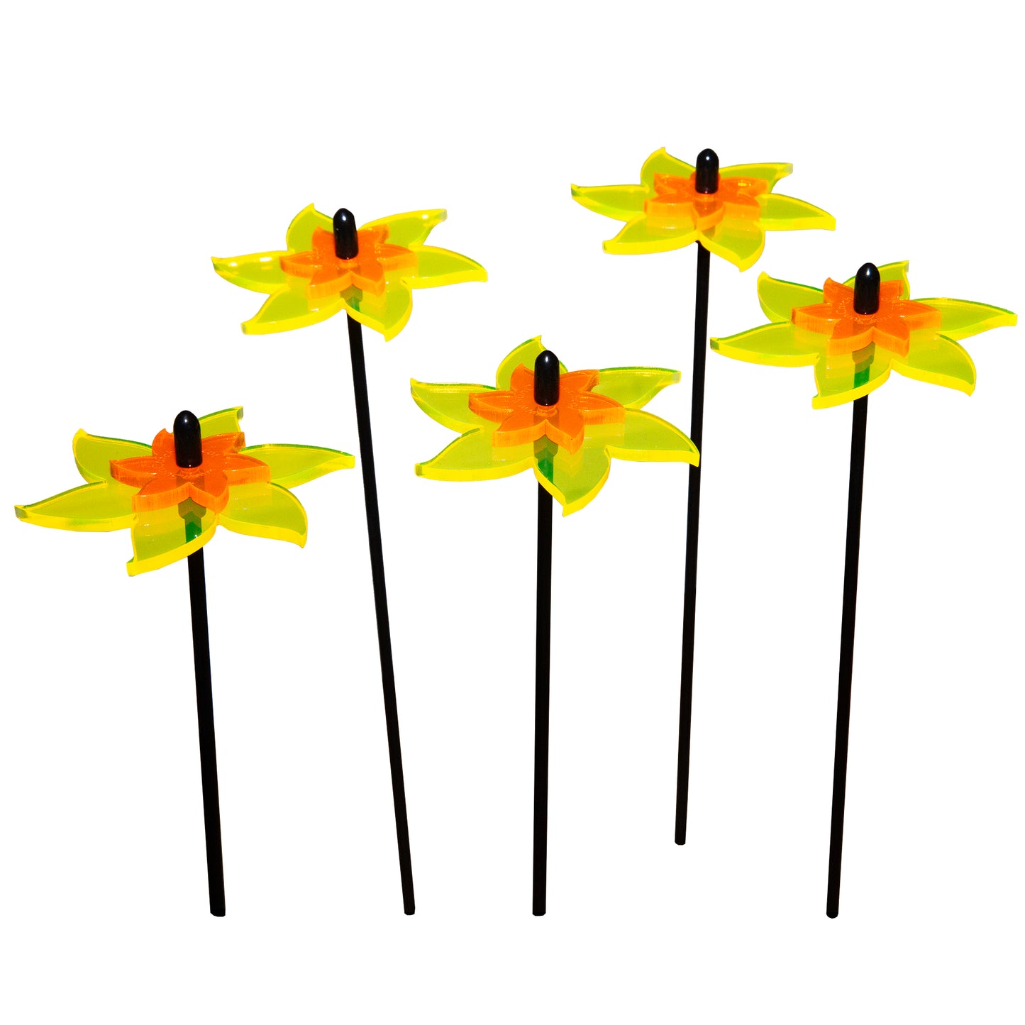 Sales Display Trevor Daffodil