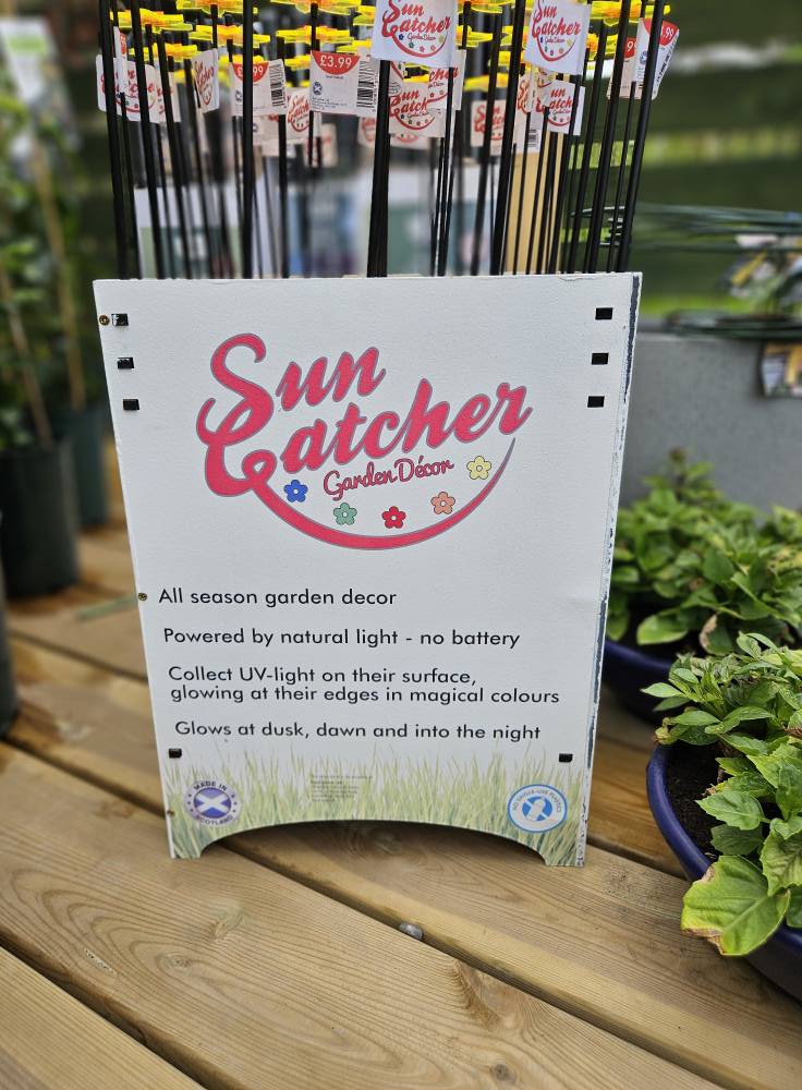 Tabitha Daffodils Sales Display