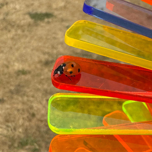 Why Are Ladybirds Landing on SunCatchers?
