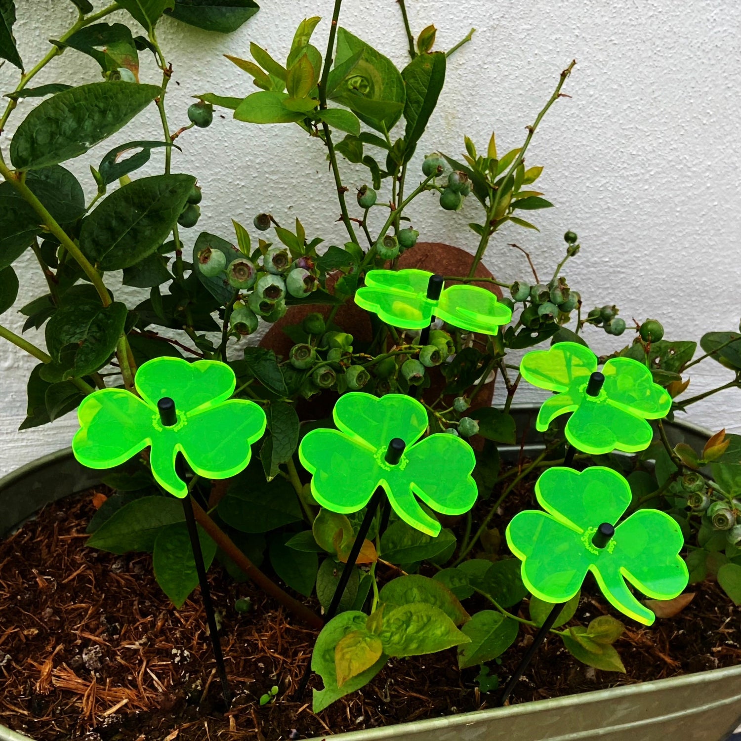 St. Patrick's Day