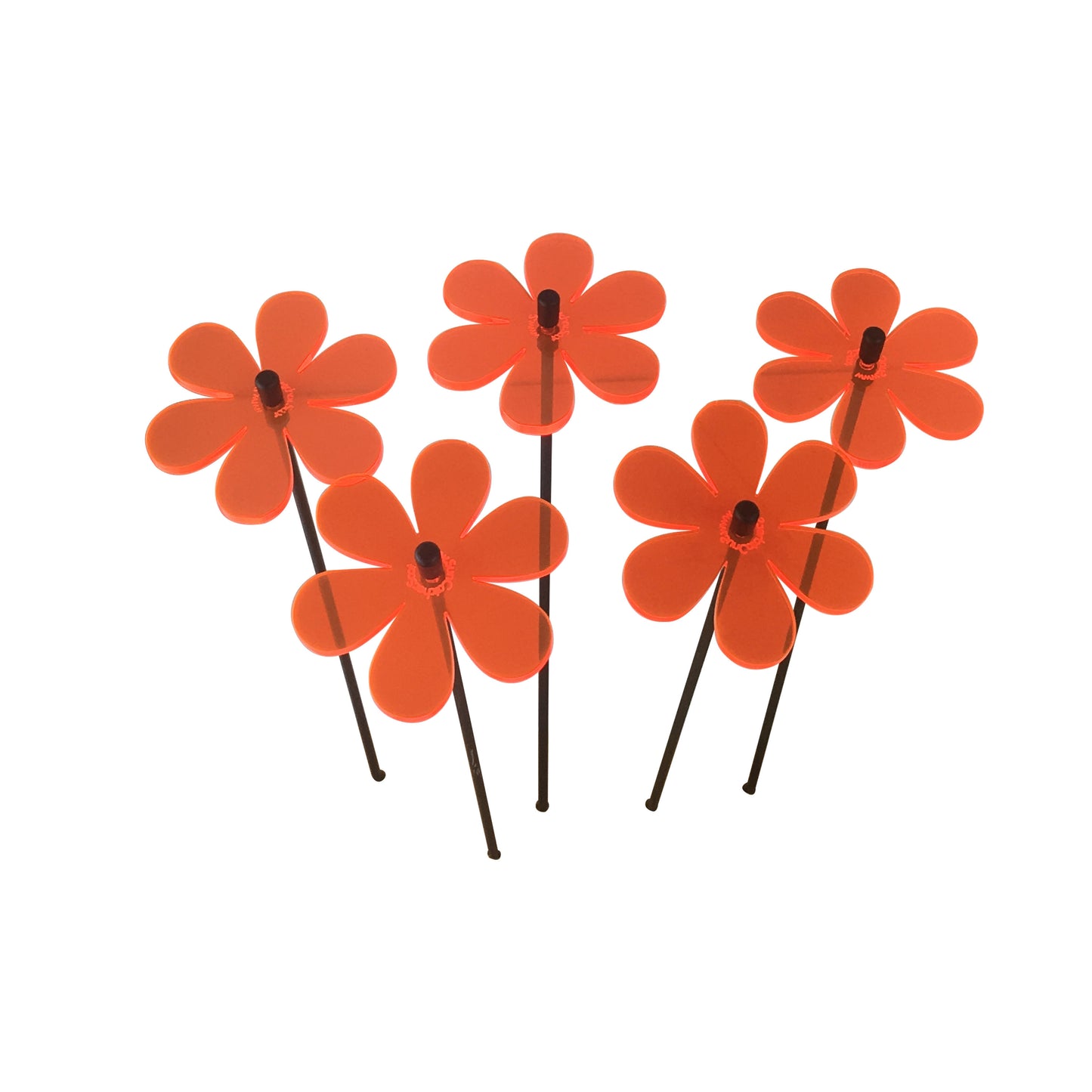 Sales Display Trevor Daisy