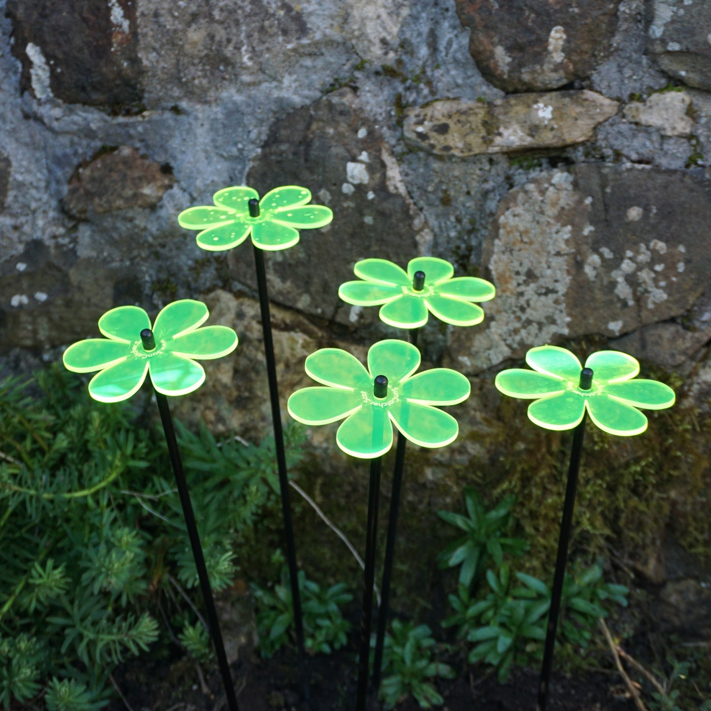 SunCatcher Set of 5: Daisy colourful fluorescent garden ornament stake light dec