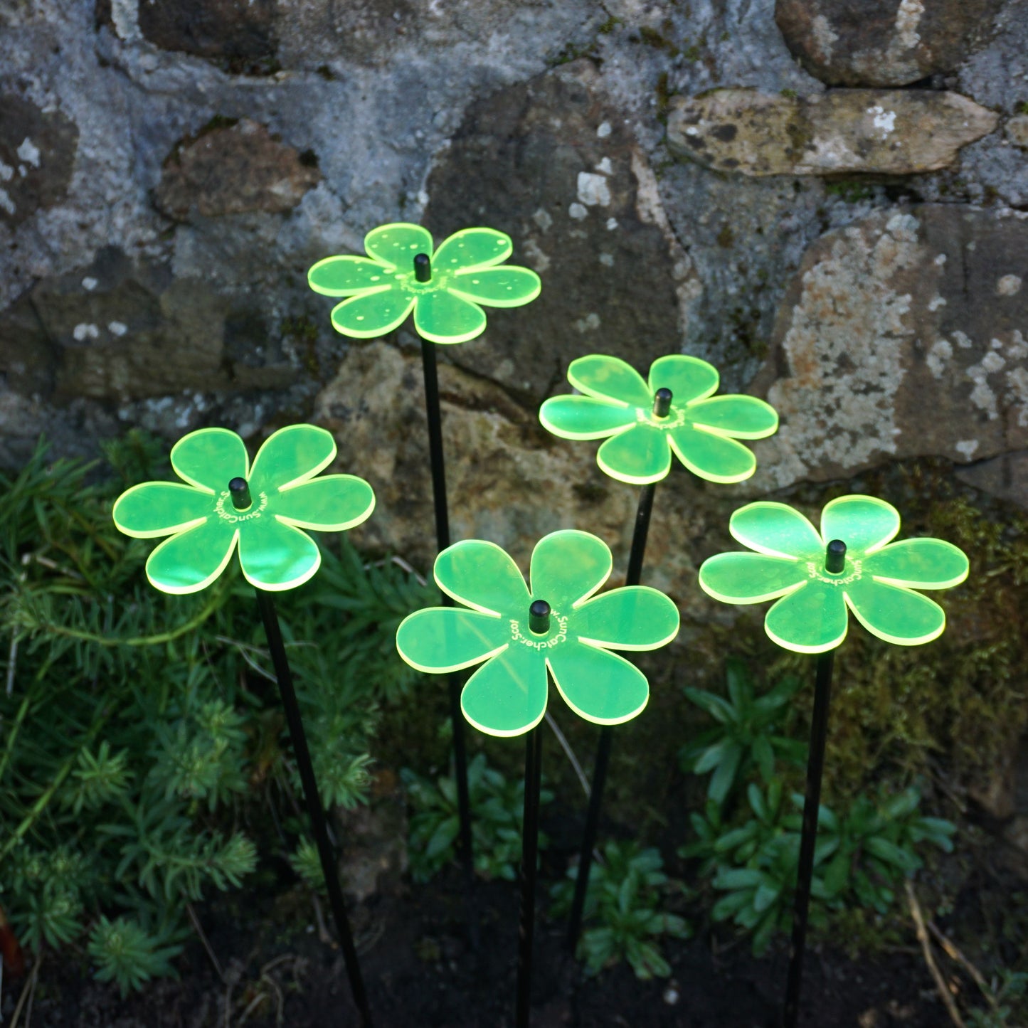 SunCatcher Set of 5: Daisy colourful fluorescent garden ornament stake light dec