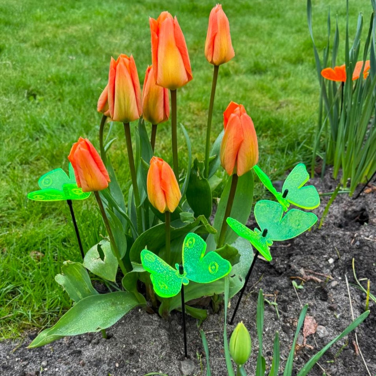 SunCatcher Admiral Butterfly Garden Stakes – Set of 5 3D Fluorescent Glowing Outdoor Garden Decorations (30cm high)