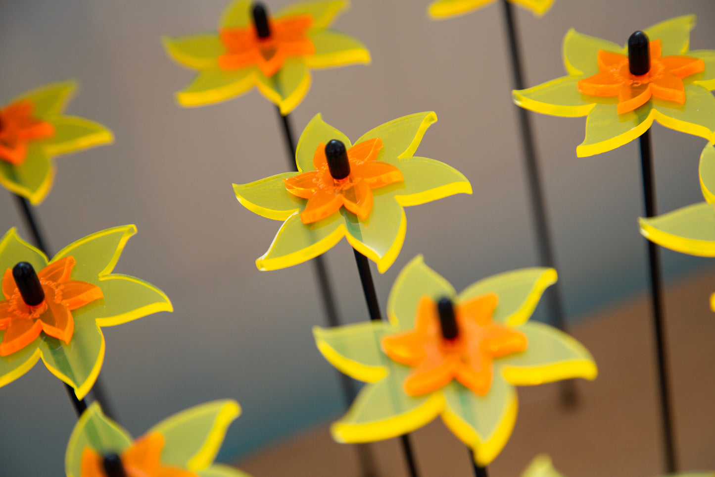 Sales Display Trevor Daffodil