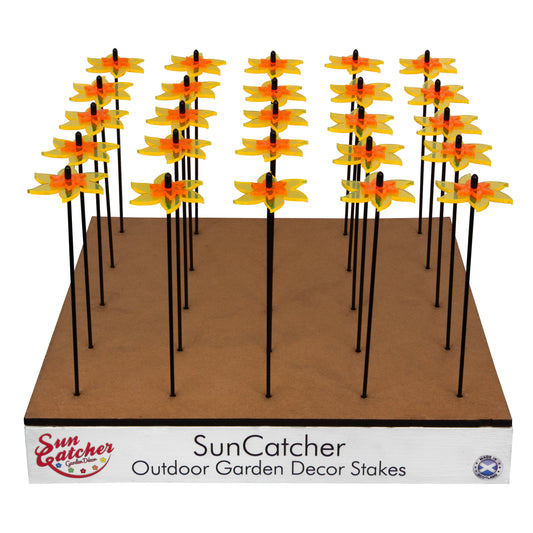 Sales Display Trevor Daffodil