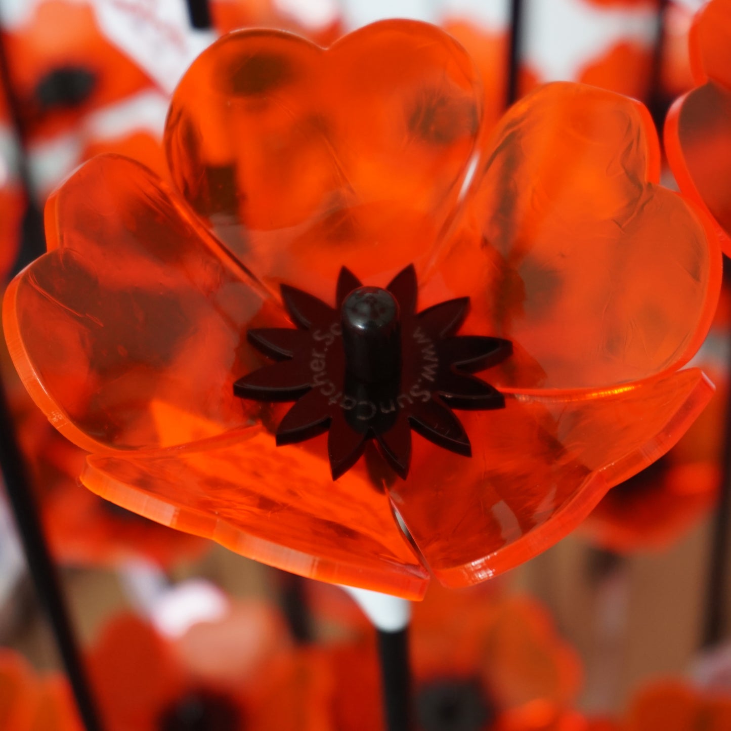 Tabitha Poppies Refill Box