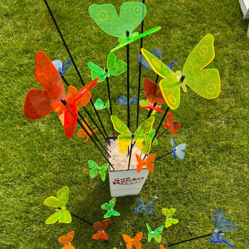 Sales Display Tabitha Admiral Butterfly