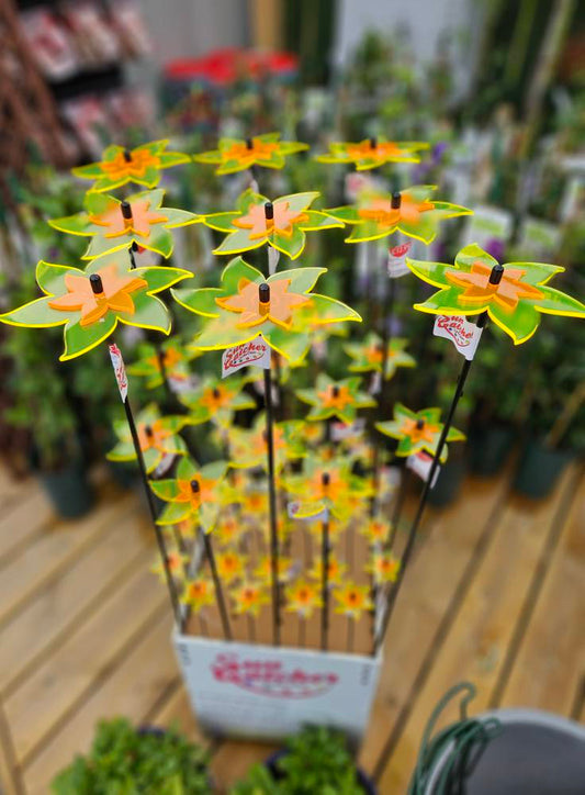 Tabitha Daffodils Sales Display